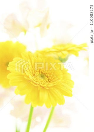 明るい黄色いガーベラとピンクの花 110088273