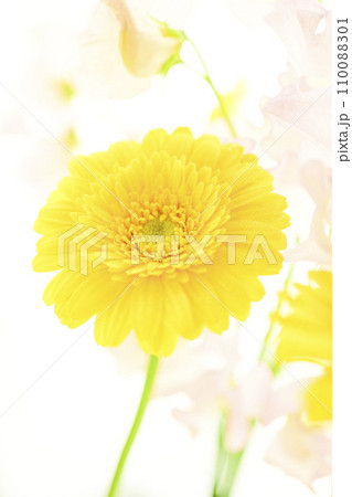 明るい黄色いガーベラとピンクの花 明るい黄色いガーベラとピンクの花 110088301