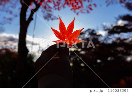 夕方の紅葉を持つ左手【秋イメージ】 110088392