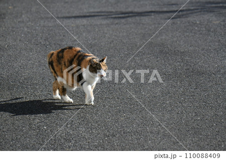 三毛猫（14歳） 110088409