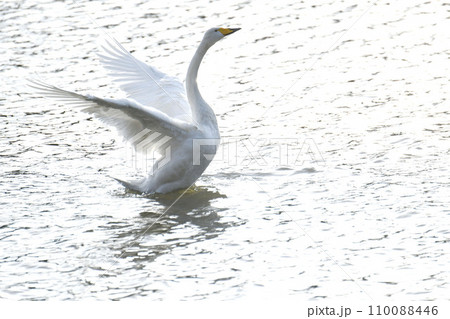 羽根を広げた白鳥 110088446