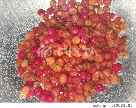 Viburnum berries collected in winter for tea 110088589
