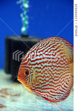 Pigeon Blood Discus fish Pigeon Blood Discus fish 110088826