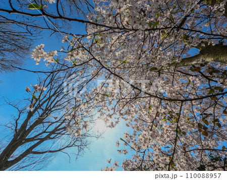 Spring's Canopy: Cherry Blossoms Against the Sky 110088957