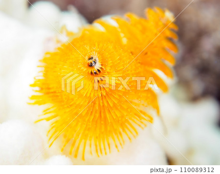 ヒリゾ浜のサンゴにつく、花のように美しいイバラカンザシ(カンザシゴカイ科)。  静岡県伊豆半島賀茂郡 ヒリゾ浜のサンゴにつく、花のように美しいイバラカンザシ(カンザシゴカイ科)。  静岡県伊豆半島賀茂郡 110089312