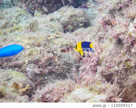 ヒリゾ浜の美しいソメワケヤッコ（キンチャクダイ科）の幼魚他。  静岡県伊豆半島賀茂郡南伊豆町中木から 110089317