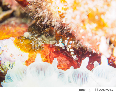 ヒリゾ浜のイソギンチャクにつく美しいイソギンチャクモエビ（モエビ科）。  静岡県伊豆半島賀茂郡南伊豆 110089343