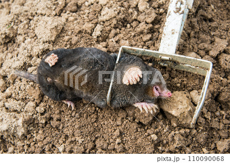 Caught european mole inside a trap placed on mole hill Caught european mole inside a trap placed on mole hill 110090068