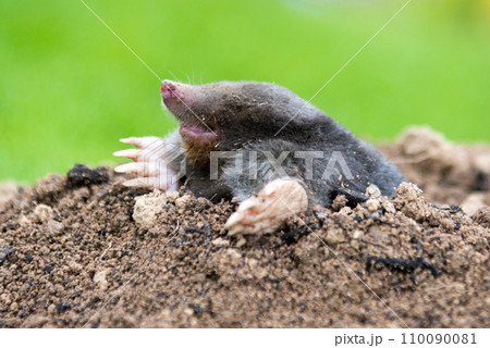 Mole, Talpa europaea, crawling out of brown molehill, green grass in background. Animal from garden. 110090081