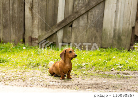 dachshund dachshund 110090867