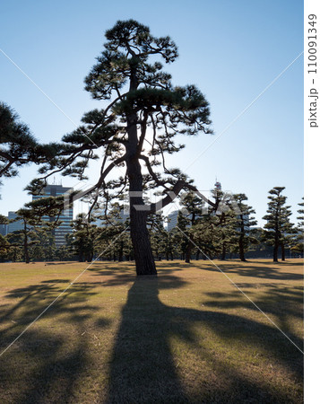 冬の皇居外苑の風景 110091349