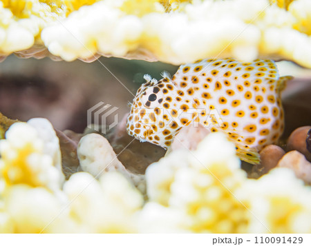 ヒリゾ浜の美しいテーブルサンゴと可愛いセダカギンポ（イソギンポ科）の幼魚。  静岡県伊豆半島賀茂郡南 110091429