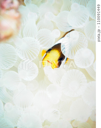 ヒリゾ浜のハート型の美しいイソギンチャクに住む可愛いクマノミの幼魚（クマノミ亜科）。  静岡県伊豆半 110091449