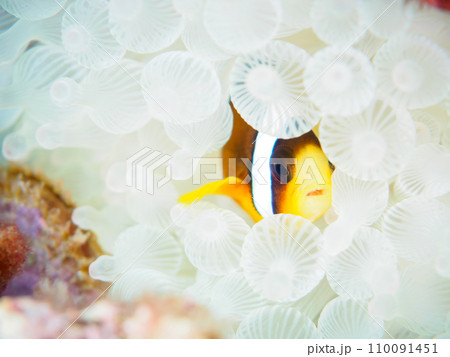 ヒリゾ浜のハート型の美しいイソギンチャクに住む可愛いクマノミの幼魚（クマノミ亜科）。  静岡県伊豆半 110091451