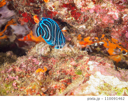 ヒリゾ浜の美しいサザナミヤッコ(キンチャクダイ科)の幼魚。 静岡県伊豆半島賀茂郡南伊豆町中木から渡 ヒリゾ浜の美しいサザナミヤッコ(キンチャクダイ科)の幼魚。 静岡県伊豆半島賀茂郡南伊豆町中木から渡 110091462