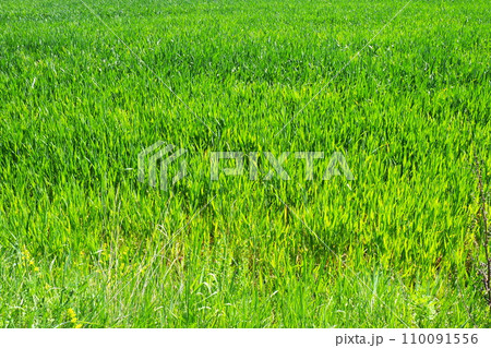 Good crops of winter wheat in the spring farm field. Green sprouts of winter wheat background. View of green meadow with growing young cereals grass. Agricultural business. Country nature scenery 110091556