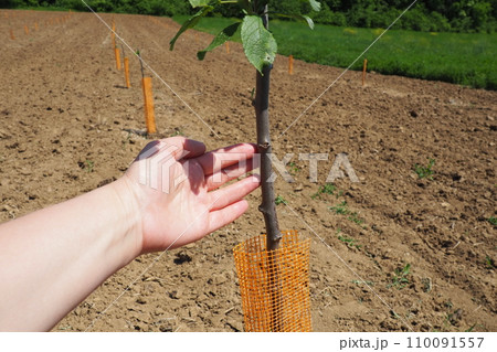 An apple tree sapling is planted in garden soil in the spring. Tree planting season. Plowed fields on Fruska Gora, Serbia. An orange protective net supports the trunk and keeps out insects. Woman hand 110091557
