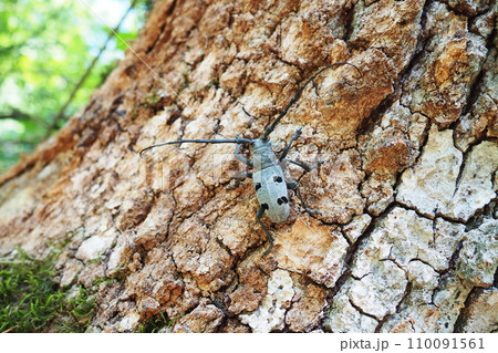 Morimus funereus is a species of beetle in family Cerambycidae or subspecies of Morimus asper. Beautiful thick gray beetle with long whiskers on brown oak bark. Fruska Gora, Serbia, Balkans. Morimus funereus is a species of beetle in family Cerambycidae or subspecies of Morimus asper. Beautiful thick gray beetle with long whiskers on brown oak bark. Fruska Gora, Serbia, Balkans. 110091561