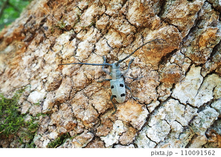 Morimus funereus is a species of beetle in family Cerambycidae or subspecies of Morimus asper. Beautiful thick gray beetle with long whiskers on brown oak bark. Fruska Gora, Serbia, Balkans. 110091562