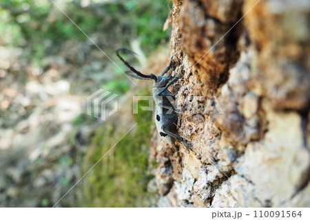Morimus funereus is a species of beetle in family Cerambycidae or subspecies of Morimus asper. Beautiful thick gray beetle with long whiskers on brown oak bark. Fruska Gora, Serbia, Balkans. Morimus funereus is a species of beetle in family Cerambycidae or subspecies of Morimus asper. Beautiful thick gray beetle with long whiskers on brown oak bark. Fruska Gora, Serbia, Balkans. 110091564