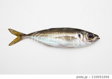 マアジ（鮮度抜群） 110091898