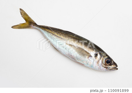 マアジ（鮮度抜群） 110091899