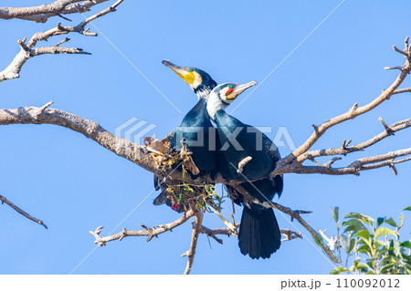 巣作りを始めた川鵜 110092012