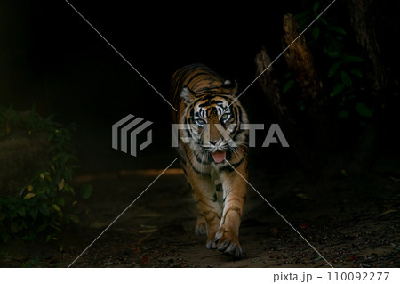 歩くトラ　スマトラトラ 110092277