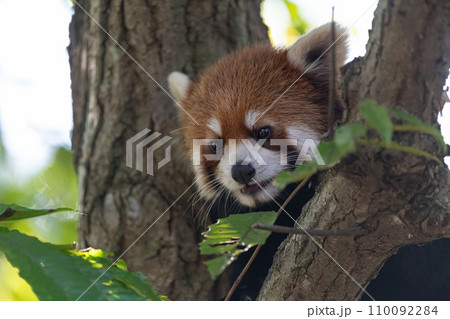 木の上でくつろぐ、レッサーパンダ 木の上でくつろぐ、レッサーパンダ 110092284