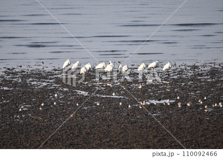 干潟に集まる野鳥の群れ 干潟に集まる野鳥の群れ 110092466