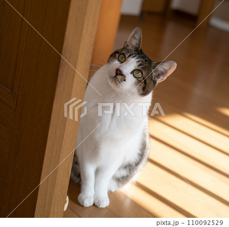 覗きこむ猫　キジトラ猫 110092529