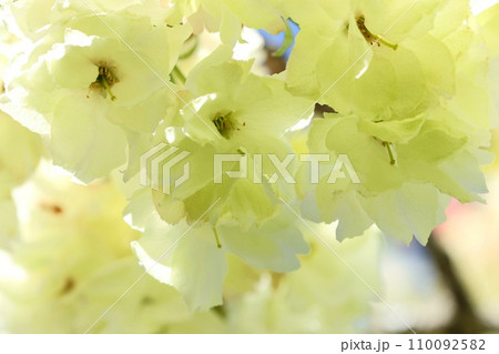 ウコン 黄緑色で珍しい 桜の花 青空背景 クローズアップ ウコン 黄緑色で珍しい 桜の花 青空背景 クローズアップ 110092582