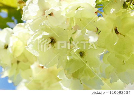 ウコン 黄緑色で珍しい 桜の花 青空背景 クローズアップ ウコン 黄緑色で珍しい 桜の花 青空背景 クローズアップ 110092584