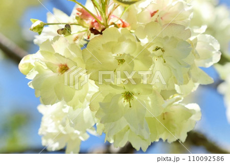 ウコン　黄緑色で珍しい　桜の花　青空背景　クローズアップ 110092586