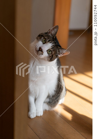 覗きこむ猫　キジトラ猫 110092744