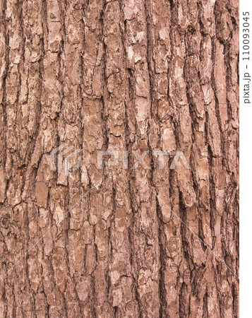 大木の樹皮 110093045