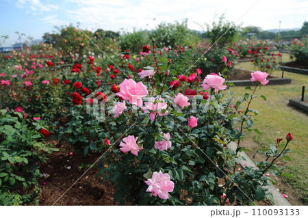 荒尾市 おもやい市民花壇 バラの花、 荒尾市 おもやい市民花壇 バラの花、 110093133