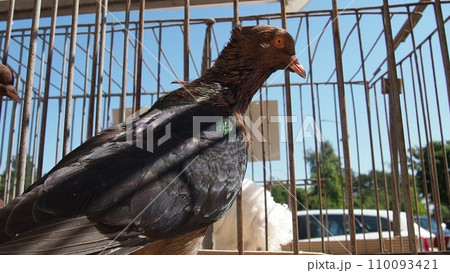 Illyrian pigeon, Columba Illyrica, or as it is also called Dalmatian pigeon, Dalmatian gimpla or Archangel. Dove with brown hairless and black wings. Bird in a cage at an exhibition. Bird breeding Illyrian pigeon, Columba Illyrica, or as it is also called Dalmatian pigeon, Dalmatian gimpla or Archangel. Dove with brown hairless and black wings. Bird in a cage at an exhibition. Bird breeding 110093421