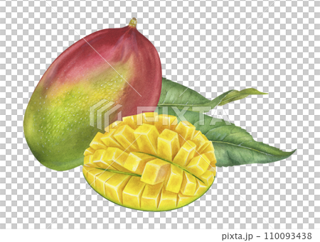Mango Watercolor botanical illustration. Hand drawn on isolated white background. Painting of tropical exotic Fruit. Drawing of pitaya with leaves. Summer food print Mango Watercolor botanical illustration. Hand drawn on isolated white background. Painting of tropical exotic Fruit. Drawing of pitaya with leaves. Summer food print 110093438