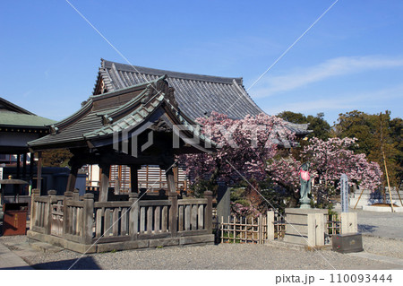 西新井大師・總持寺:加持の井戸と寒桜(東京都足立区) 西新井大師・總持寺:加持の井戸と寒桜(東京都足立区) 110093444