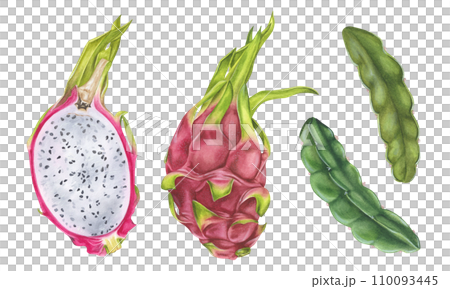 Dragon Fruit Set. Watercolor botanical illustration. Hand drawn on isolated white background. Painting of tropical exotic food. Drawing of pitaya with leaves Dragon Fruit Set. Watercolor botanical illustration. Hand drawn on isolated white background. Painting of tropical exotic food. Drawing of pitaya with leaves 110093445