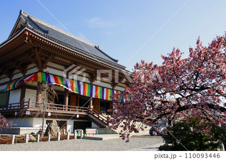 西新井大師・總持寺の大本堂と寒桜(東京都足立区) 西新井大師・總持寺の大本堂と寒桜(東京都足立区) 110093446