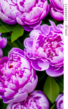 Beautiful lilac pink peony flowers close up. Peony is a genus of herbaceous perennials and deciduous shrubs, tree-like peonies. Peony family Paeoniaceae. Generated by AI. Charming bouquet 110093473