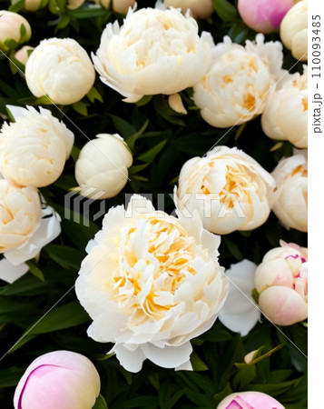 Beautiful cream colored and white peony flowers close up. Peony is a genus of herbaceous perennials and deciduous shrubs, tree-like peony. Peony family Paeoniaceae. Fragrant bouquet. Generated by AI. Beautiful cream colored and white peony flowers close up. Peony is a genus of herbaceous perennials and deciduous shrubs, tree-like peony. Peony family Paeoniaceae. Fragrant bouquet. Generated by AI. 110093485