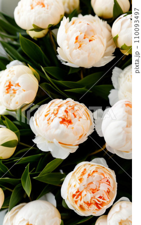 Beautiful cream colored and white peony flowers close up. Peony is a genus of herbaceous perennials and deciduous shrubs, tree-like peony. Peony family Paeoniaceae. Fragrant bouquet. Generated by AI. 110093497