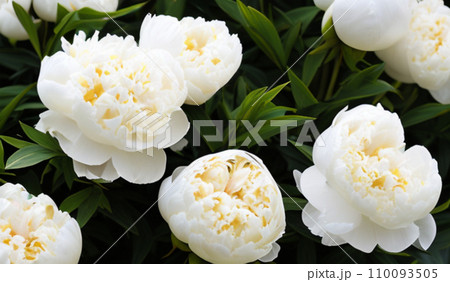 Beautiful cream colored and white peony flowers close up. Peony is a genus of herbaceous perennials and deciduous shrubs, tree-like peony. Peony family Paeoniaceae. Fragrant bouquet. Generated by AI. 110093505