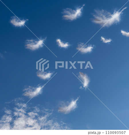 Fluffy white feathers falling down in a blue sky. Feather floating freedom concept. Flying feathers and light white clouds against the blue sky. Soft airy swan down. Clouds and sunshine Fluffy white feathers falling down in a blue sky. Feather floating freedom concept. Flying feathers and light white clouds against the blue sky. Soft airy swan down. Clouds and sunshine 110093507