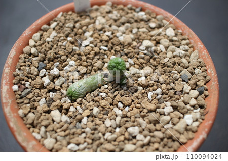 多肉植物 カプトヴィペラエ プセウドリトス カプトビペラエ 多肉植物 カプトヴィペラエ プセウドリトス カプトビペラエ 110094024
