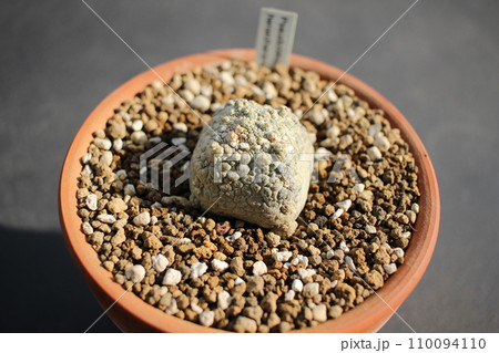 多肉植物　ヘラルドヘラヌス　プセウドリトス 110094110