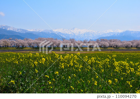 春　あさひ舟川 110094270
